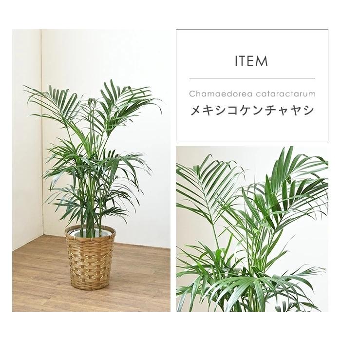 観葉植物 種類 選べる 大型 7号鉢 パキラ サンスベリア ポトス 幸福の木 ケンチャヤシ ドラセナ ユッカ 室内 インテリア おしゃれ 母の日 Km 観葉植物の専門店 彩植健美 通販 Yahoo ショッピング