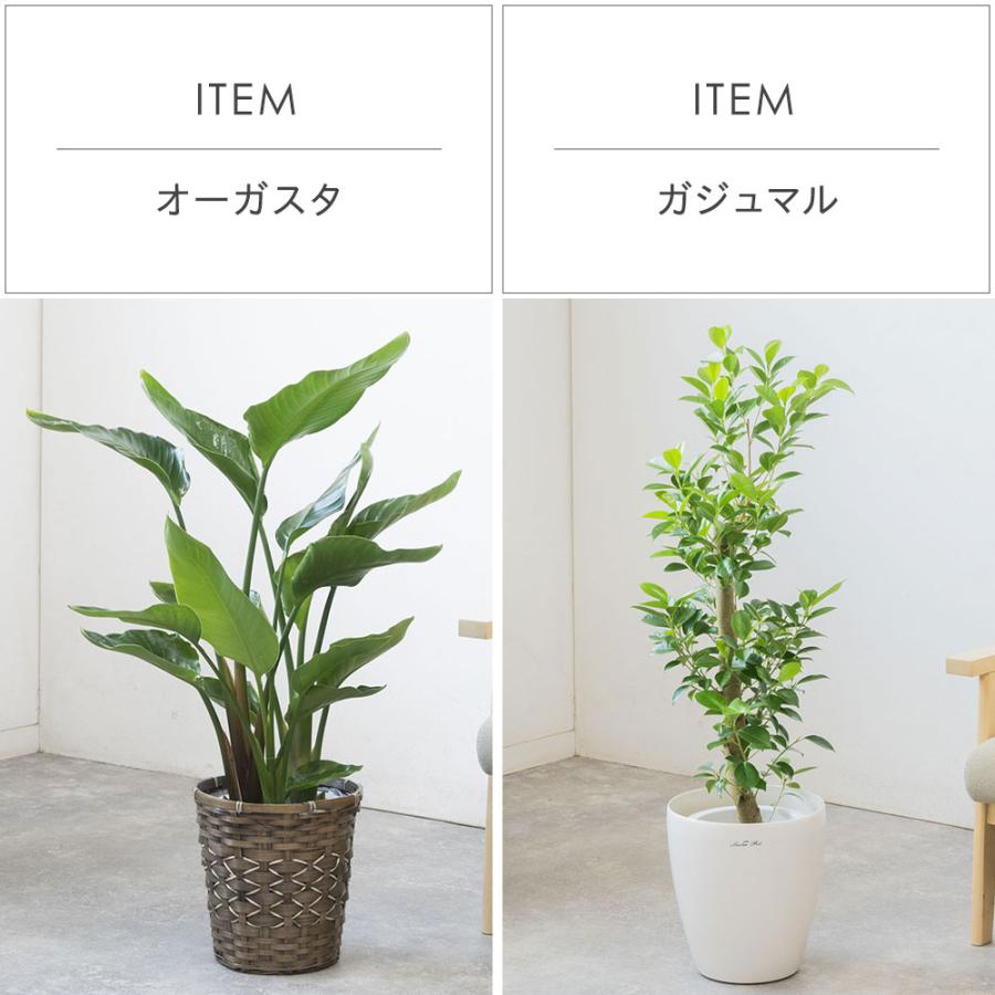 観葉植物 本物 7号鉢 種類 選べる 鉢カバー付きセット パキラ 観葉植物 本物 7号鉢 種類 選べる 鉢カバー付きセット パキラ