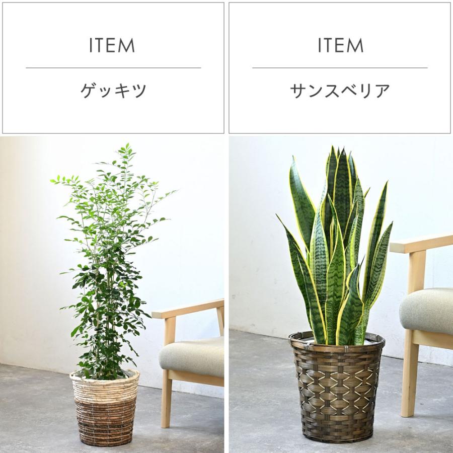 観葉植物 本物 7号鉢 種類 選べる 鉢カバー付きセット パキラ 観葉植物 本物 7号鉢 種類 選べる 鉢カバー付きセット パキラ