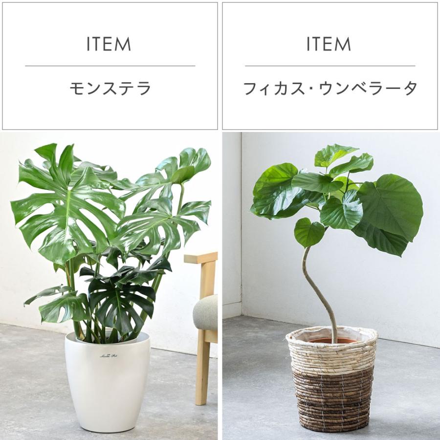 観葉植物 本物 7号鉢 種類 選べる 鉢カバー付きセット パキラ 観葉植物 本物 7号鉢 種類 選べる 鉢カバー付きセット パキラ