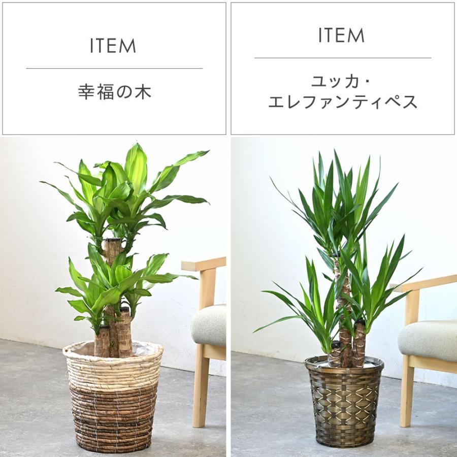 観葉植物 本物 7号鉢 種類 選べる 鉢カバー付きセット パキラ 観葉植物 本物 7号鉢 種類 選べる 鉢カバー付きセット パキラ