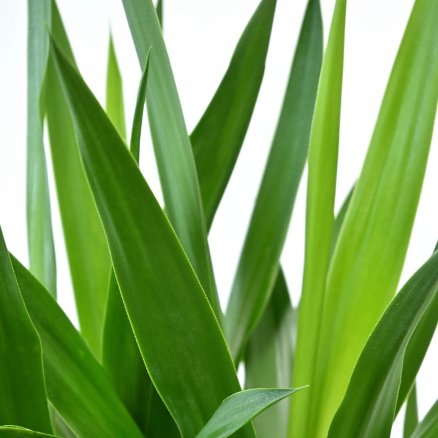 観葉植物 本物 ユッカ・エレファンティペス 7号鉢 鉢カバーオプション