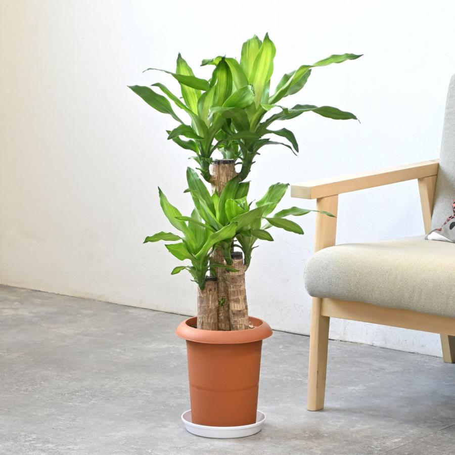 観葉植物 ストライプ模様の葉　幸福の木　ドラセナ　マッサンゲアナ 観葉植物 ストライプ模様の葉 幸福の木 ドラセナ マッサンゲアナ