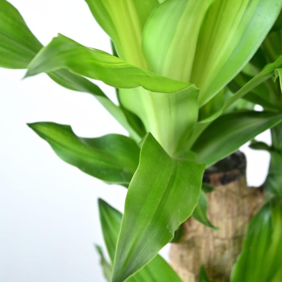 観葉植物 本物 幸福の木（ドラセナ・マッサンゲアナ） 7号鉢 鉢カバー