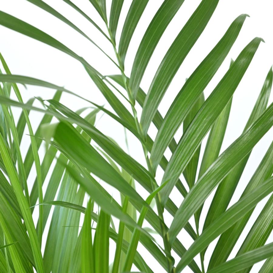 観葉植物 本物 メキシコ ケンチャヤシ 7号鉢 鉢カバーオプション