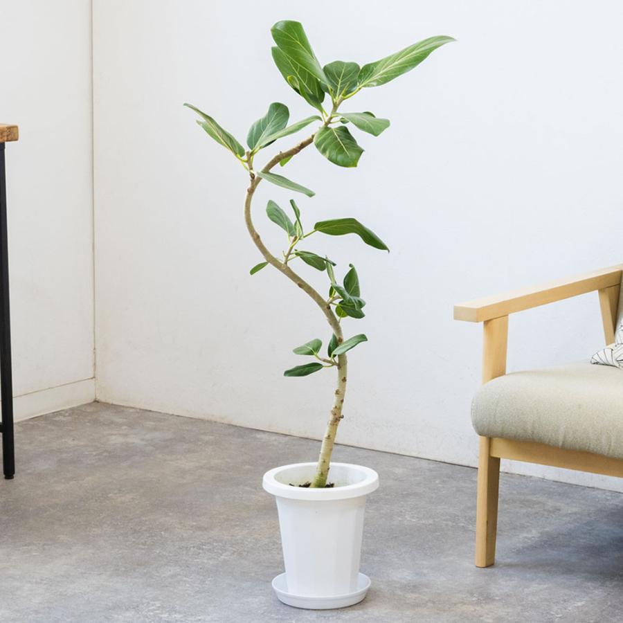 観葉植物 本物 フィカス・ベンガレンシス(ベンガルボダイジュ 観葉植物 本物 フィカス・ベンガレンシス(ベンガルボダイジュ