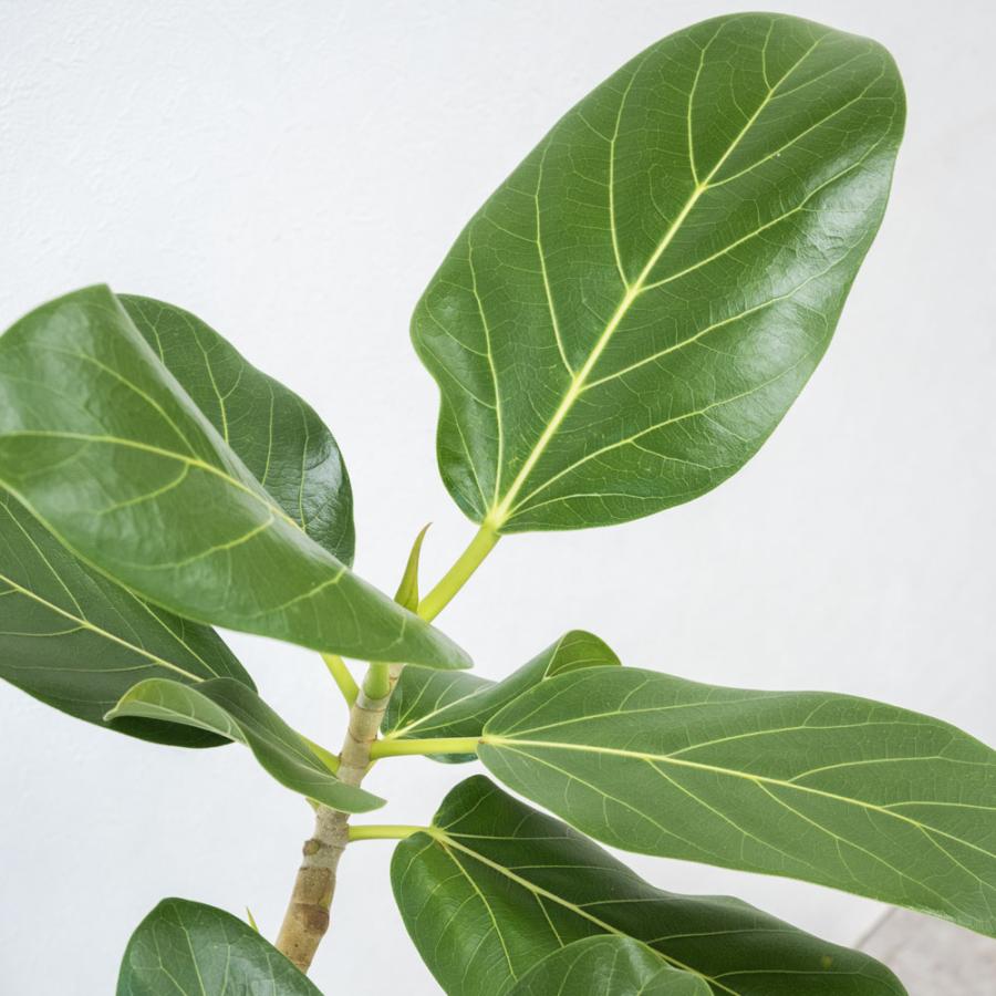 観葉植物 本物 フィカス・ベンガレンシス(ベンガルボダイジュ 観葉植物 本物 フィカス・ベンガレンシス(ベンガルボダイジュ