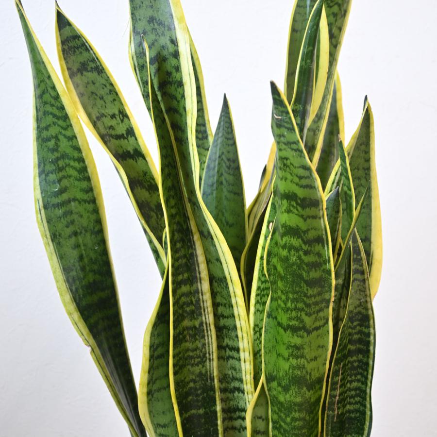 観葉植物 本物 サンスベリア・ローレンティー 8号鉢 選べる鉢 観葉植物 本物 サンスベリア・ローレンティー 8号鉢 選べる鉢