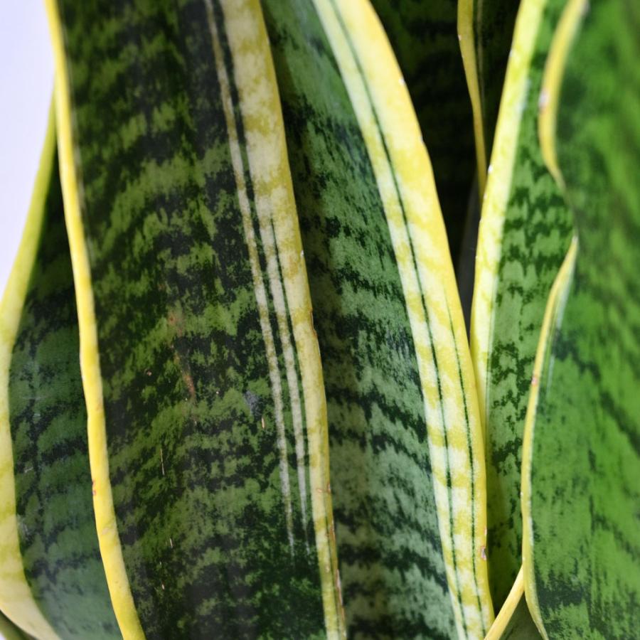観葉植物 本物 サンスベリア・ローレンティー 8号鉢 選べる鉢 観葉植物 本物 サンスベリア・ローレンティー 8号鉢 選べる鉢