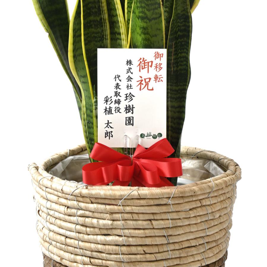 観葉植物 本物 サンスベリア・ローレンティー 8号鉢 選べる鉢 観葉植物 本物 サンスベリア・ローレンティー 8号鉢 選べる鉢