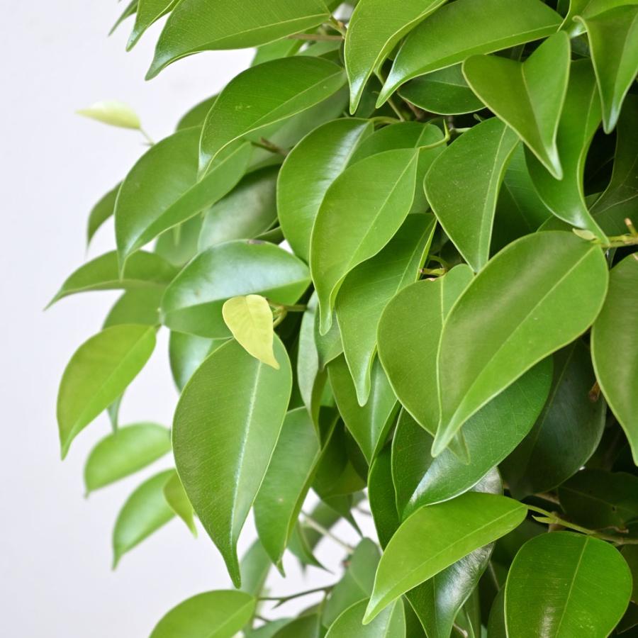 ベンジャミン・鉢カバー付き・観葉植物・本物（ベンジャミナ・8号鉢