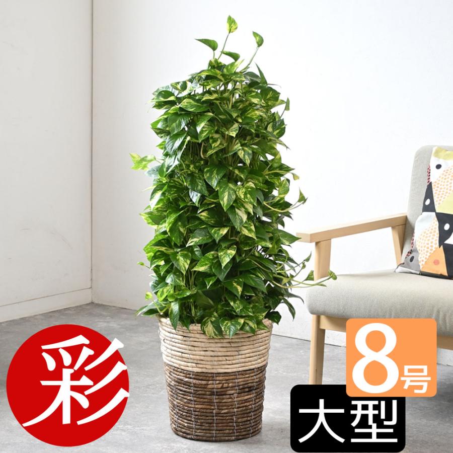 観葉植物 本物 ポトス タワー仕立て 8号鉢 選べる鉢カバー付 観葉植物 本物 ポトス タワー仕立て 8号鉢 選べる鉢カバー付