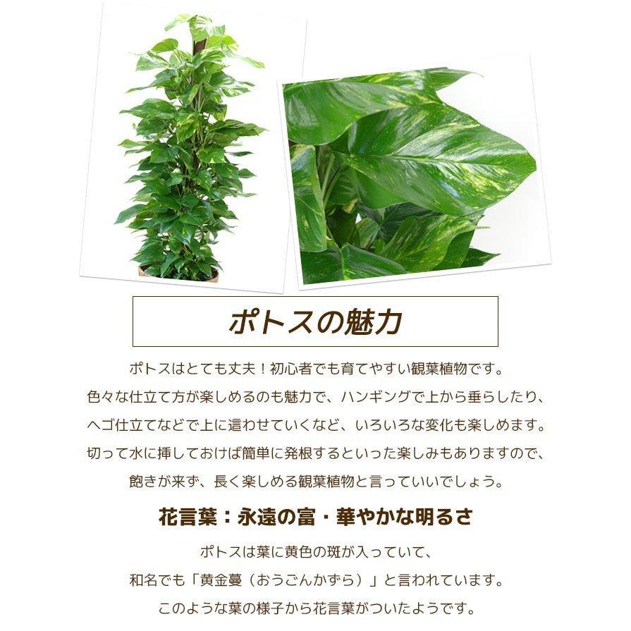 観葉植物 ポトス タワー仕立て 8号 2種類から選べる鉢カバー付 セット 大型 室内用 インテリア おしゃれ オウゴンカズラ 通販 人気 Km 観葉植物の専門店 彩植健美 通販 Yahoo ショッピング