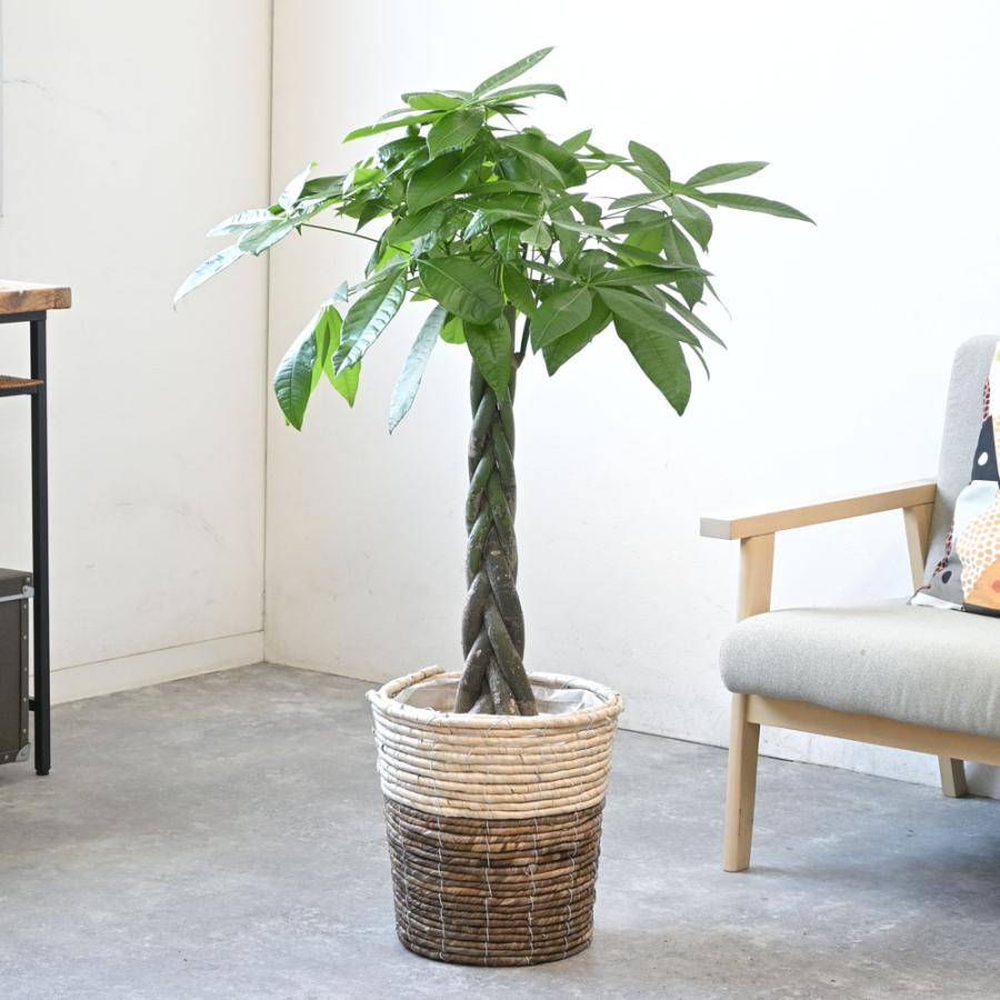 観葉植物 本物 パキラ 8号鉢 選べる鉢カバー付 セット 大型 通販 観葉植物 本物 パキラ 8号鉢 選べる鉢カバー付 セット 大型 通販