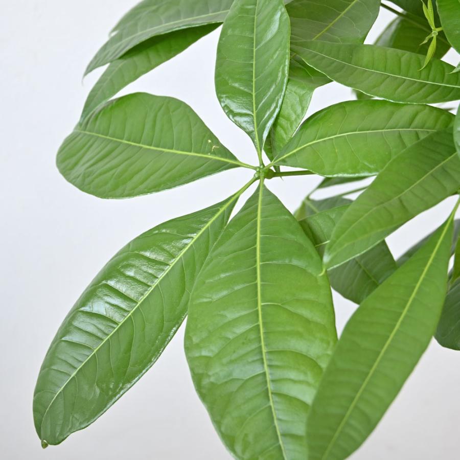 観葉植物 本物 パキラ 8号鉢 選べる鉢カバー付 セット 大型 通販 人気