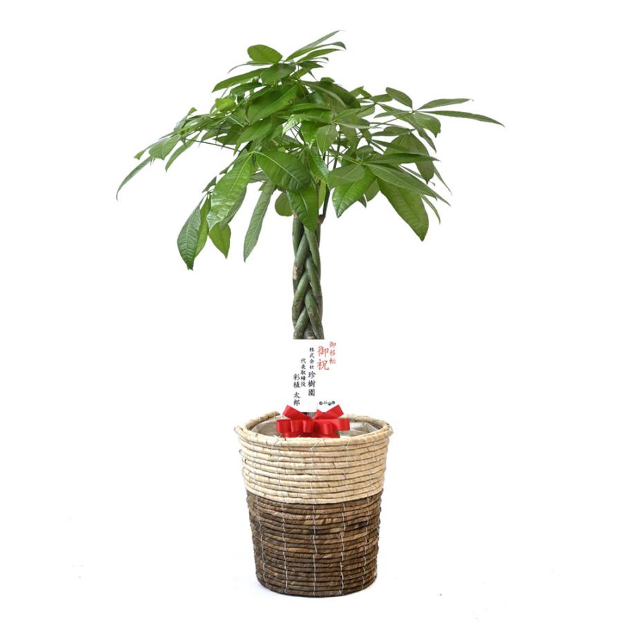 観葉植物 本物 パキラ 8号鉢 選べる鉢カバー付 セット 大型 通販 観葉植物 本物 パキラ 8号鉢 選べる鉢カバー付 セット 大型 通販
