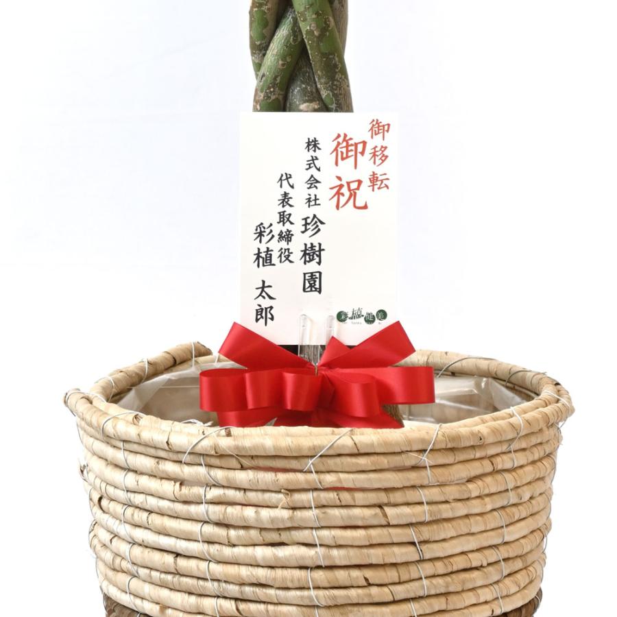 観葉植物 本物 パキラ 8号鉢 選べる鉢カバー付 セット 大型 通販 人気