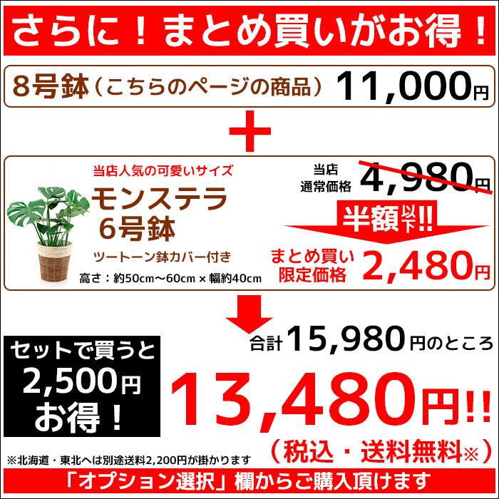 観葉植物 ストレリチア オーガスタ 8号 鉢カバー付き セット 大型 室内用 インテリア おしゃれ Km 観葉植物の専門店 彩植健美 通販 Yahoo ショッピング
