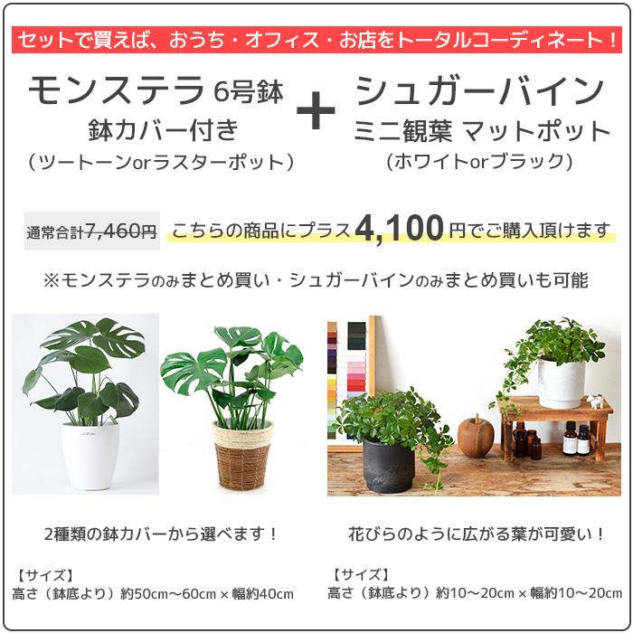 観葉植物 ストレリチア オーガスタ 8号鉢 2種類から選べる鉢カバー付 セット 大型 南国風 Km 観葉植物の専門店 彩植健美 通販 Yahoo ショッピング