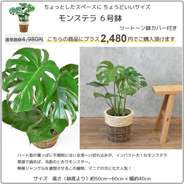 観葉植物 6種類の樹種から選べる 8号 鉢カバー付セット 幸福の木 ユッカ ストレリチア オーガスタ パキラ ポトス タワー仕立て ゲッキツ Km080006 観葉植物の専門店 彩植健美 通販 Yahoo ショッピング