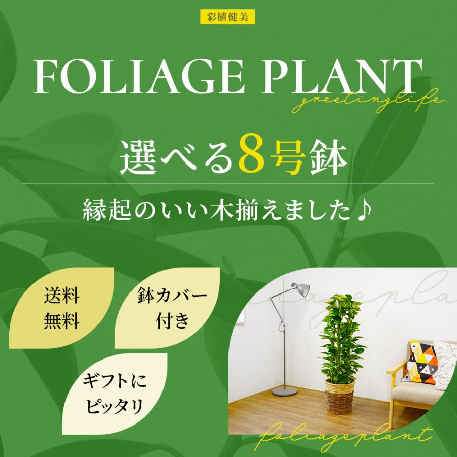 観葉植物 本物 8号鉢 種類 選べる 鉢カバー付きセット 大型 パキラ