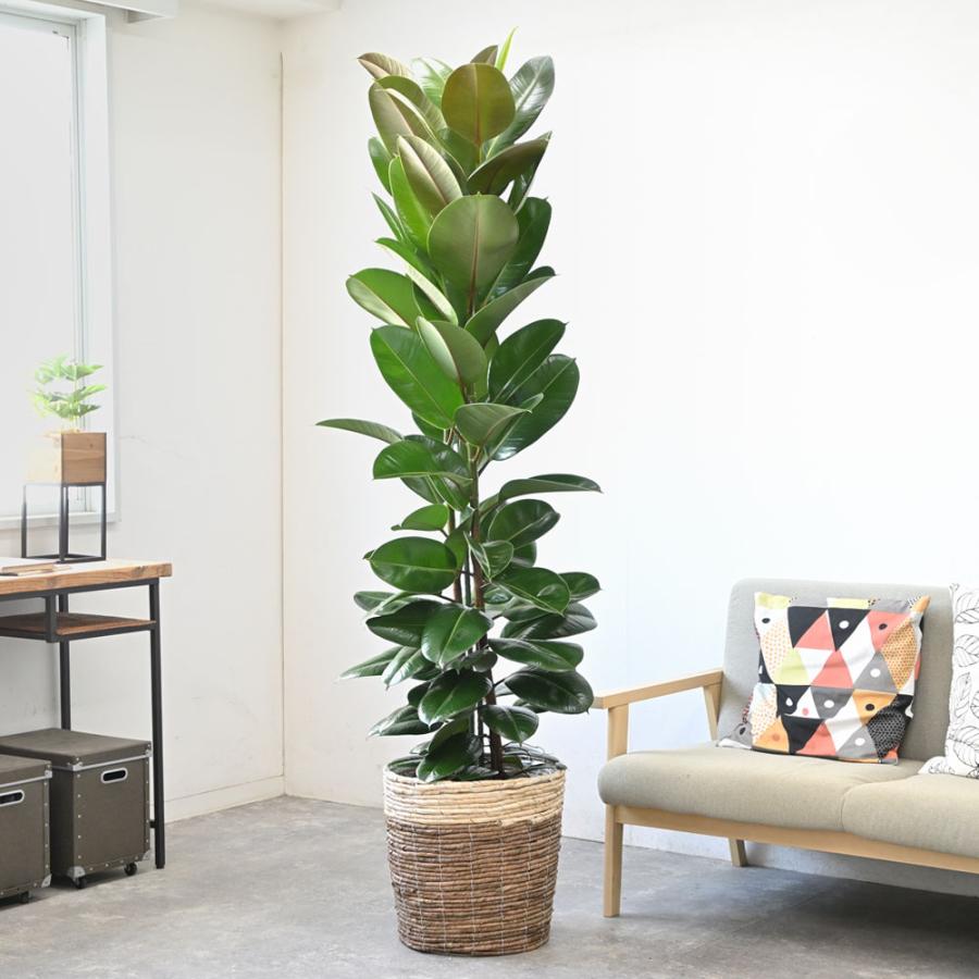 観葉植物 本物 ゴムの木 フィカス ロブスター 10号 鉢カバー 付き