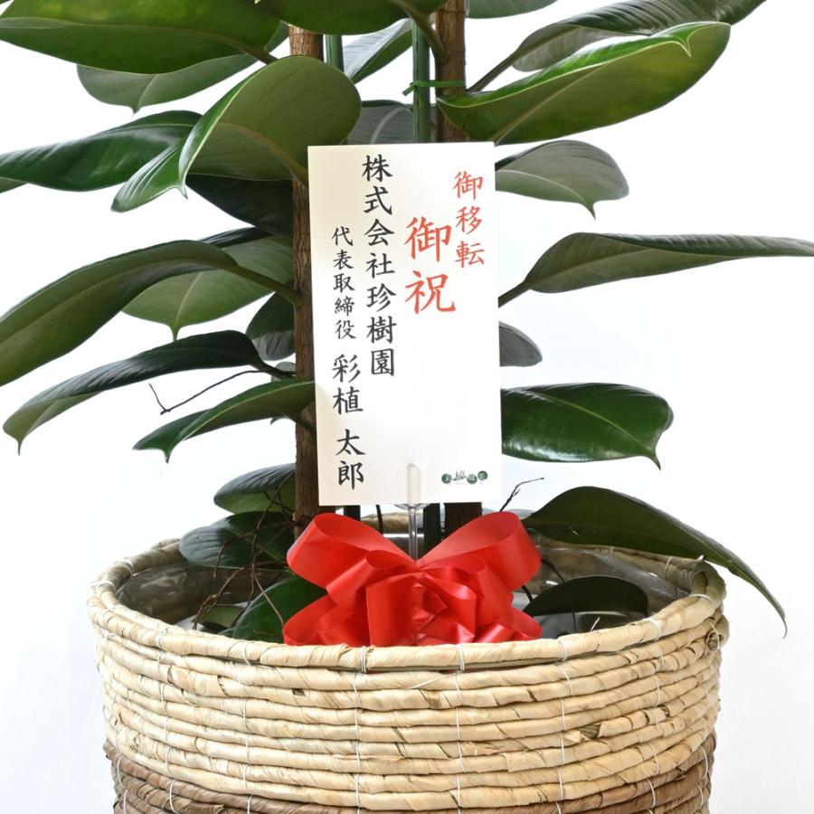 観葉植物 本物 ゴムの木 フィカス ロブスター 10号 鉢カバー 付き