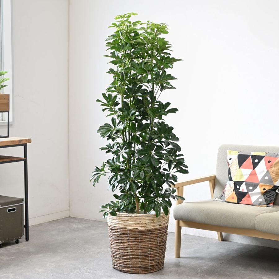 観葉植物 本物 ホンコンカポック 10号 鉢カバー 付き セット 大型 室内