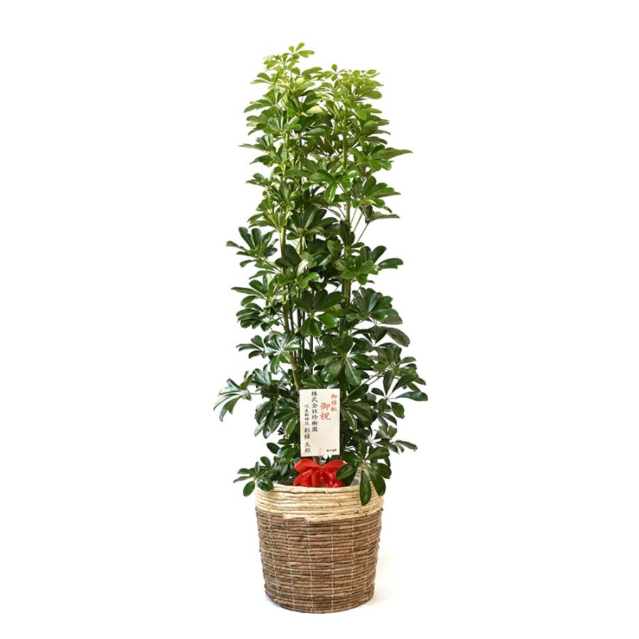 観葉植物 本物 ホンコンカポック 10号 鉢カバー 付き セット 大型 室内