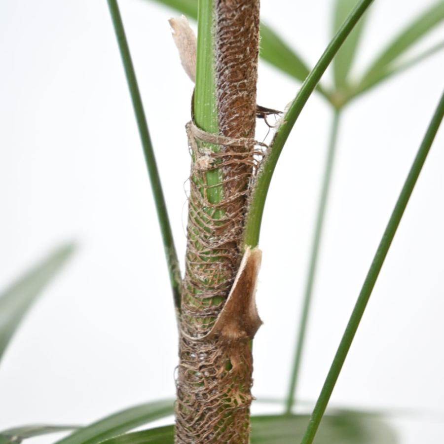 観葉植物 本物 棕櫚竹 シュロチク 8号鉢 鉢カバー 付き セット 観葉植物 本物 棕櫚竹 シュロチク 8号鉢 鉢カバー 付き セット