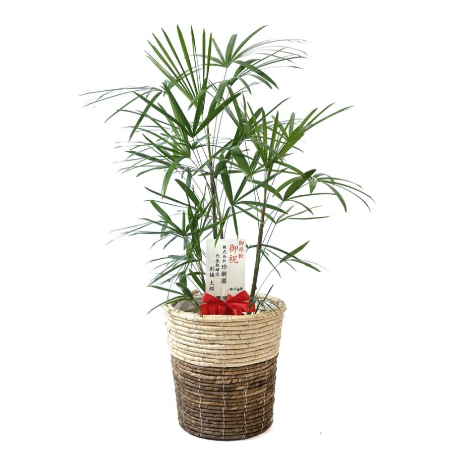 観葉植物 本物 棕櫚竹 シュロチク 8号鉢 鉢カバー 付き セット 観葉植物 本物 棕櫚竹 シュロチク 8号鉢 鉢カバー 付き セット
