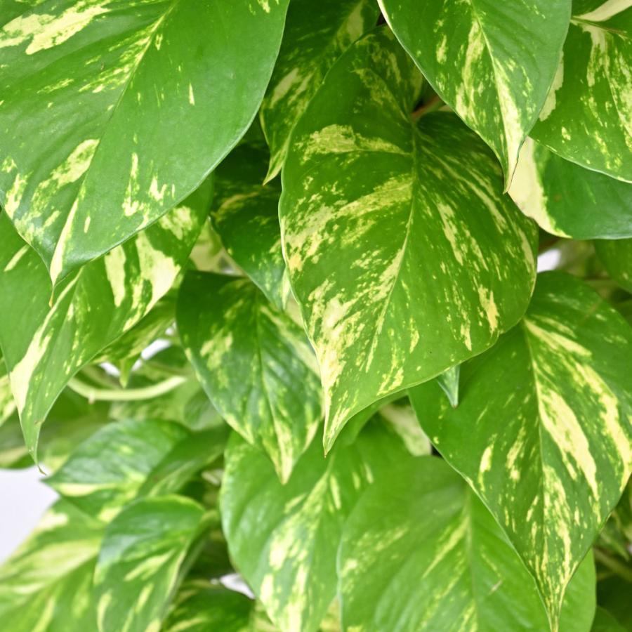 観葉植物 本物 ポトス ヘゴ仕立て 10号鉢 選べる鉢カバー付き セット