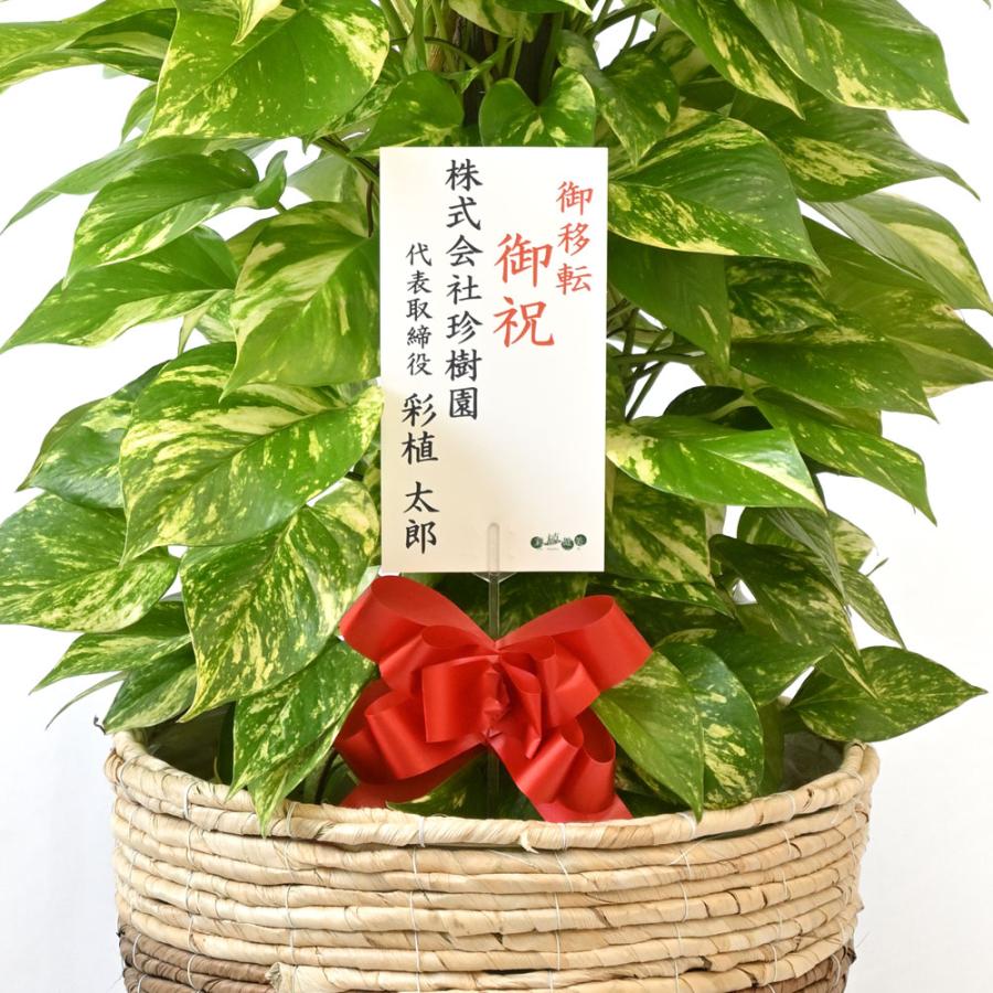観葉植物 本物 ポトス ヘゴ仕立て 10号鉢 選べる鉢カバー付き セット