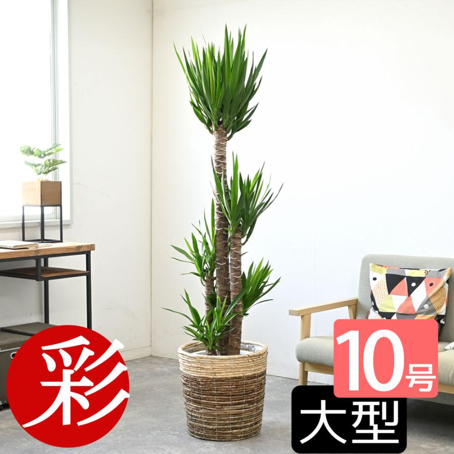 観葉植物 本物 ユッカ・エレファンティペス 10号鉢 鉢カバー 付き