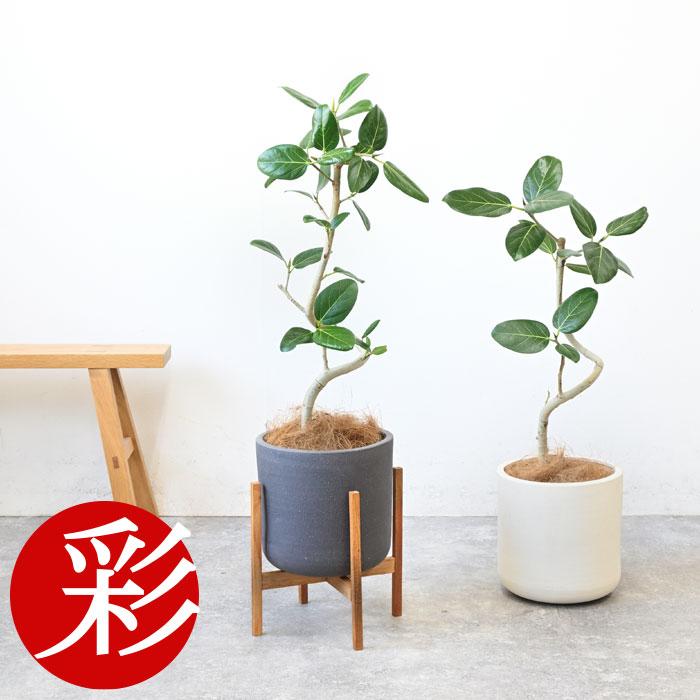 観葉植物 フィカス・ベンガレンシス 6号鉢 陶器ポット (ルーケト) 鉢