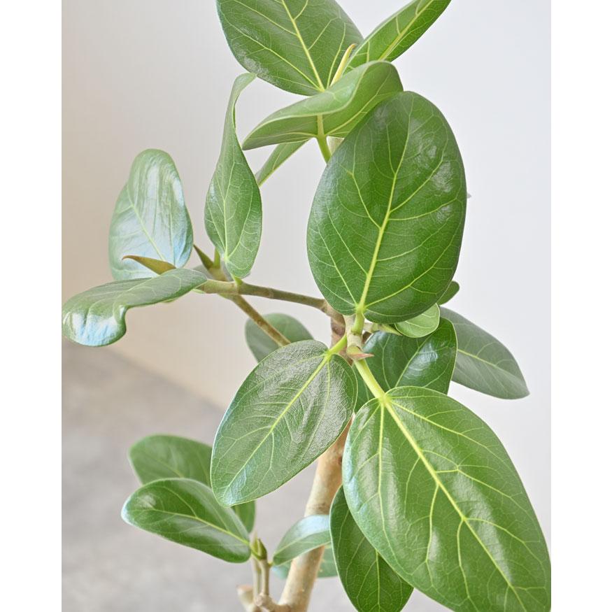 観葉植物 本物 フィカス・ベンガレンシス 6号鉢 陶器ポット (ルーケト