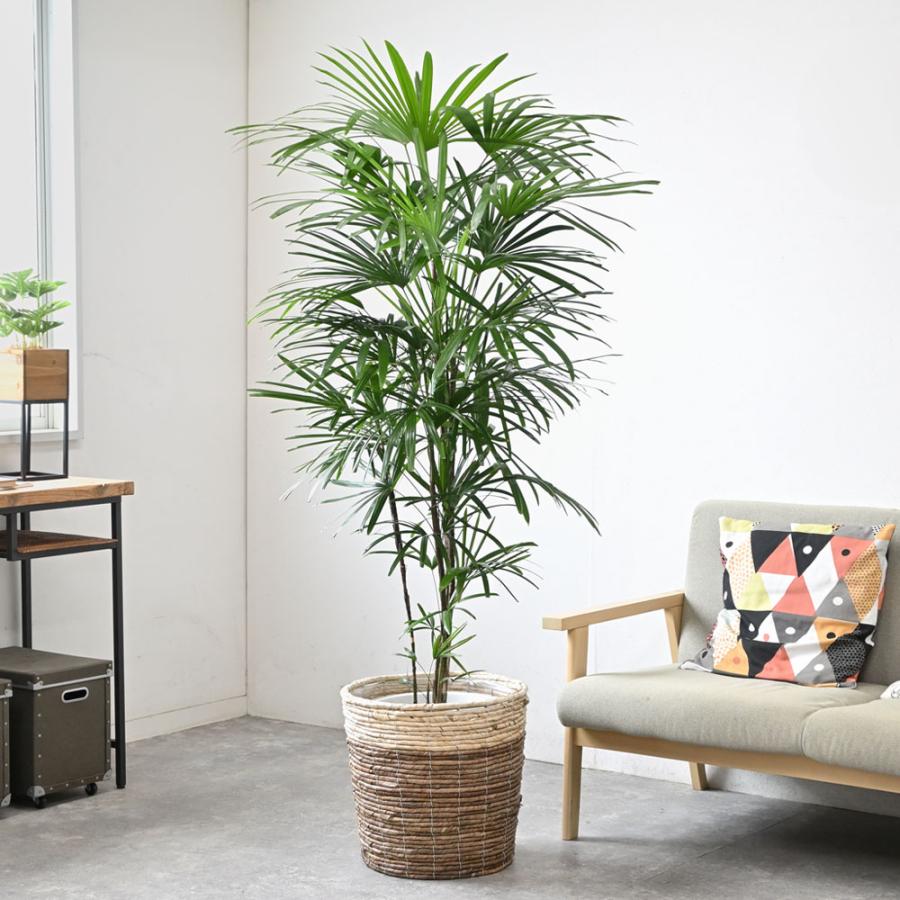 観葉植物 本物 シュロチク 10号鉢 鉢カバー 付き セット 大型 観葉植物 本物 シュロチク 10号鉢 鉢カバー 付き セット 大型