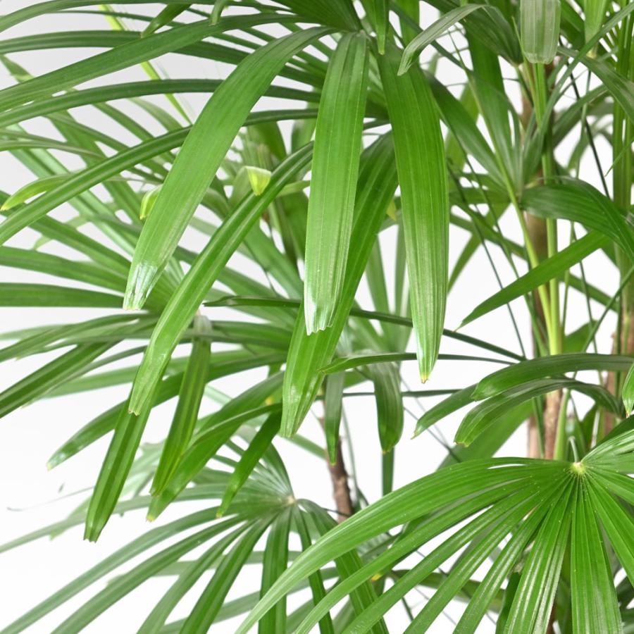 通販なら 観葉植物 シュロチク 10号鉢 鉢カバー 付き セット 大型 棕櫚竹 通販 人気 背が高い 日陰に強い 玄関 和室 和風モダン