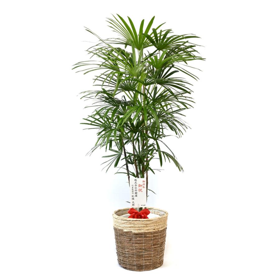 通販なら 観葉植物 シュロチク 10号鉢 鉢カバー 付き セット 大型 棕櫚竹 通販 人気 背が高い 日陰に強い 玄関 和室 和風モダン