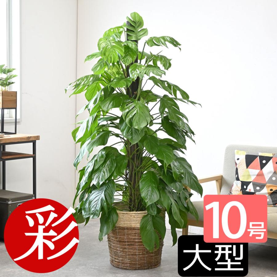 観葉植物 本物 マングーカズラ 10号鉢 鉢カバー 付き セット 大型 室内