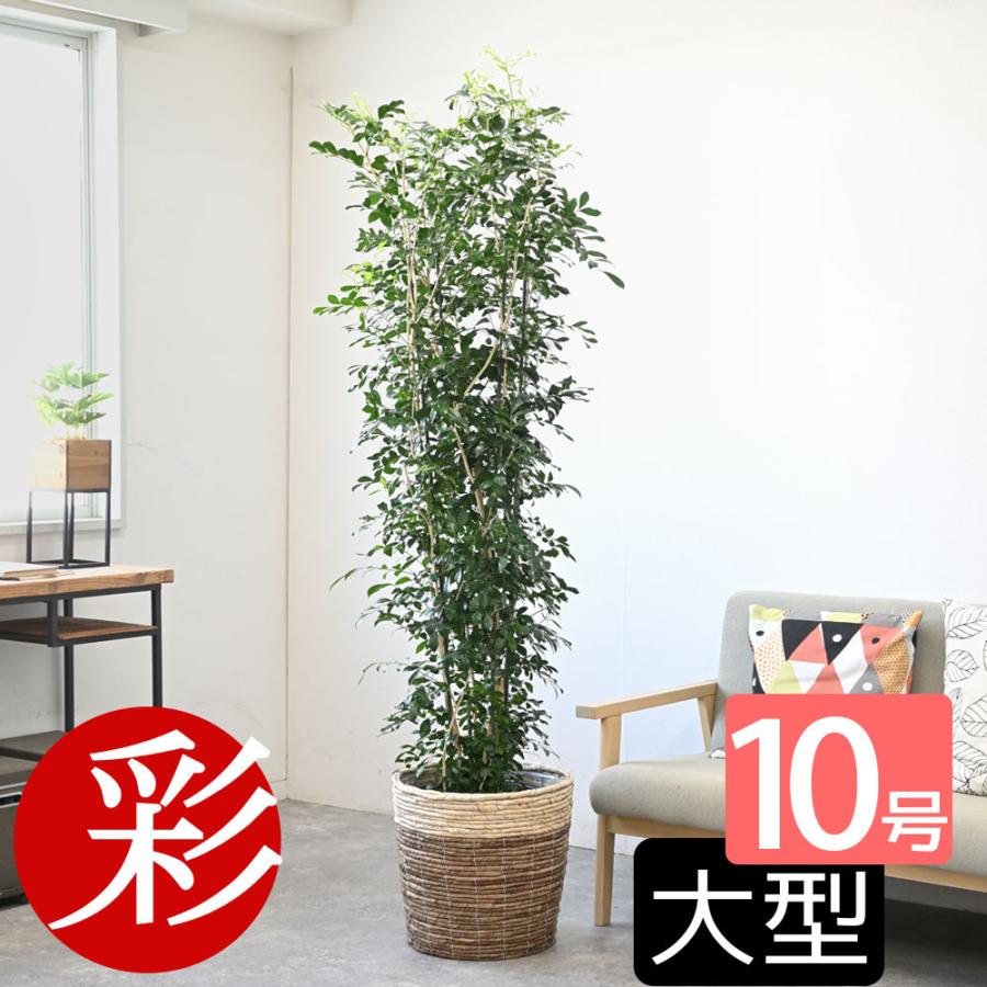 観葉植物 本物 ゲッキツ シルクジャスミン 10号鉢 鉢カバー 付き