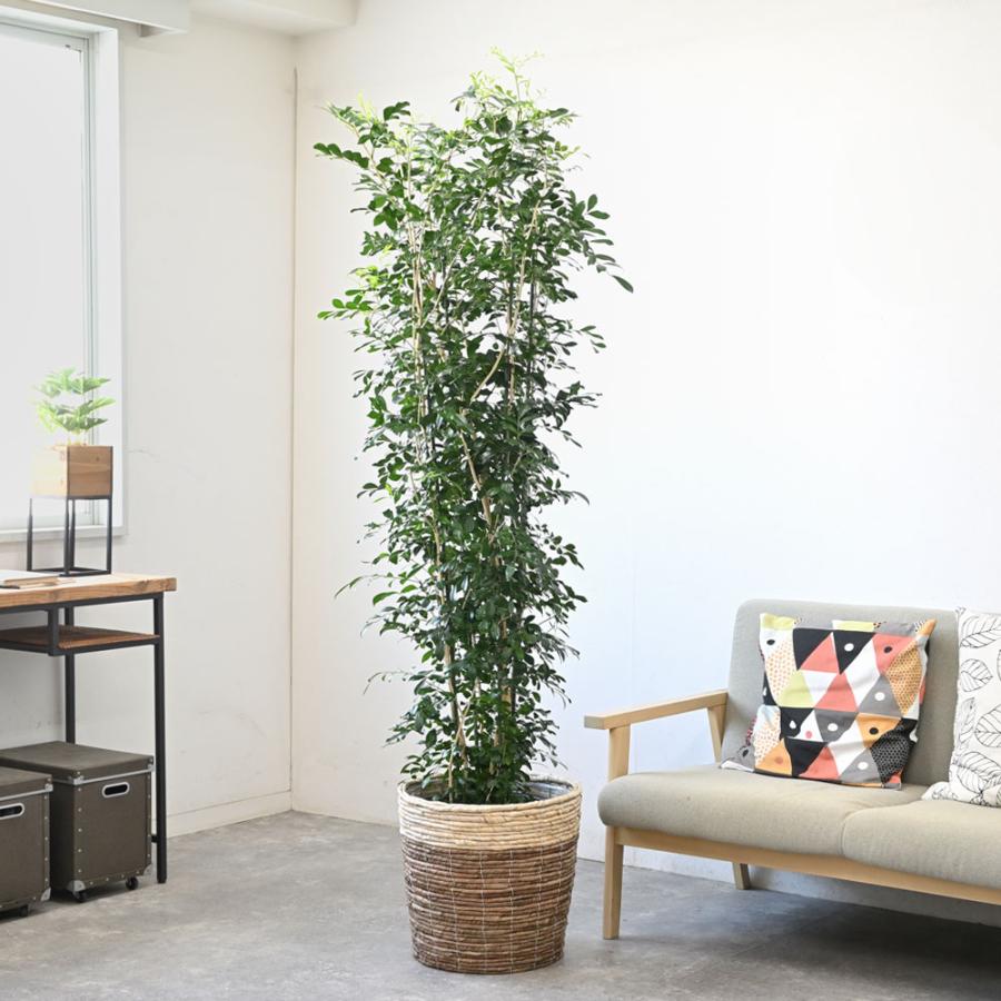観葉植物 本物 ゲッキツ シルクジャスミン 10号鉢 鉢カバー 付き