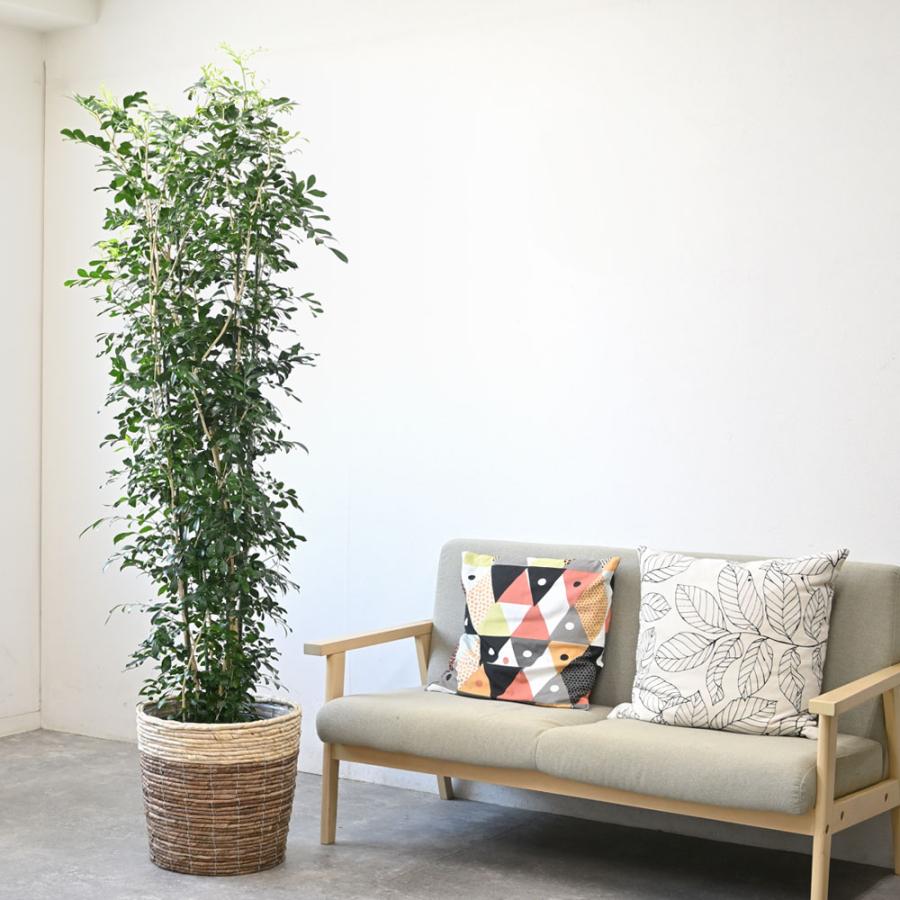 観葉植物 本物 ゲッキツ シルクジャスミン 10号鉢 鉢カバー 付き