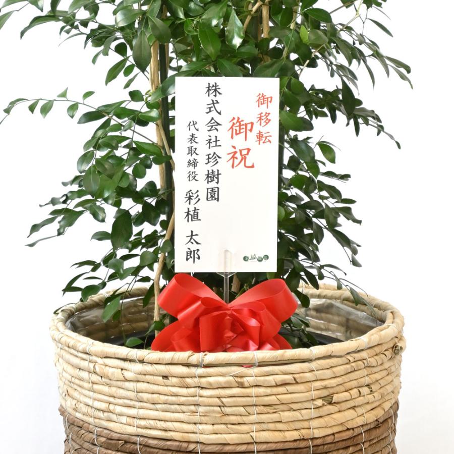 観葉植物 本物 ゲッキツ シルクジャスミン 10号鉢 鉢カバー 付き