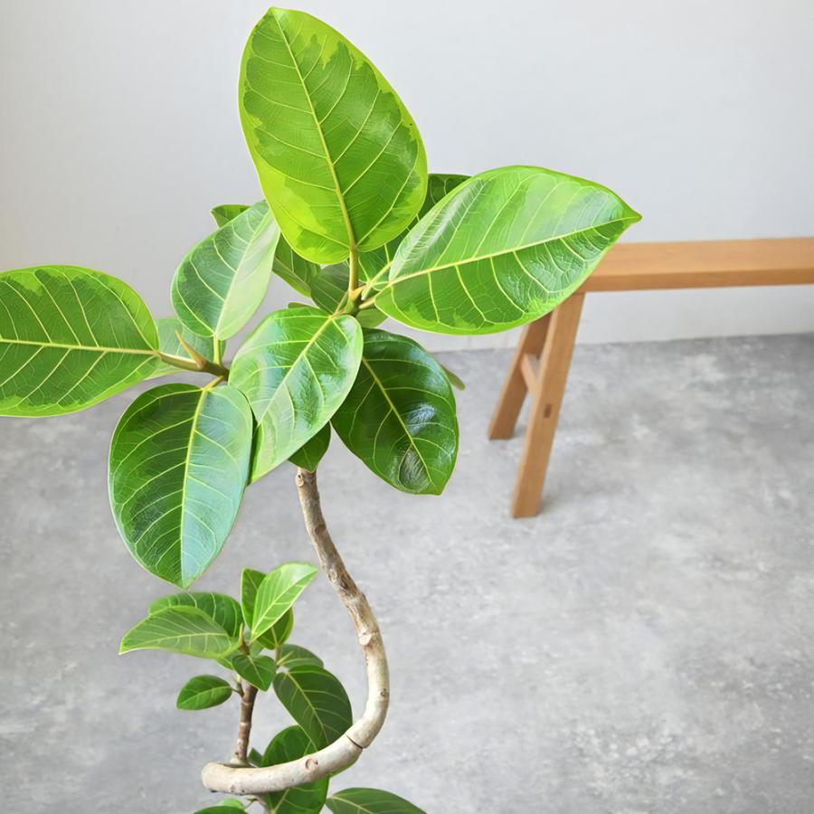 観葉植物 本物 フィカス・アルテシーマ・バリエガタ 7号鉢 アルミニウム/オリーブグリーン(フェルム)鉢カバー付き 曲がり樹形 プラ鉢 インテリア 母の日_2