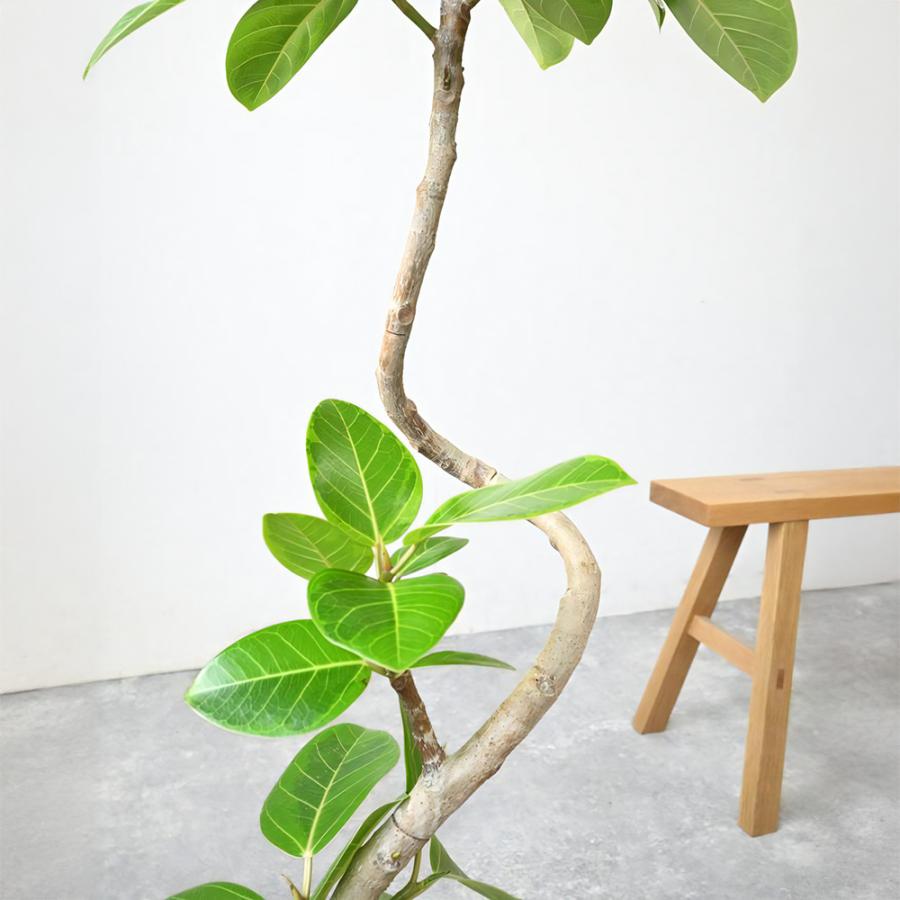 観葉植物 本物 フィカス・アルテシーマ・バリエガタ 7号鉢 アルミニウム/オリーブグリーン(フェルム)鉢カバー付き 曲がり樹形 プラ鉢 インテリア 母の日_3