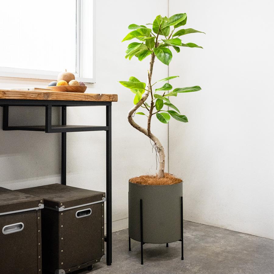 観葉植物 本物 フィカス・アルテシーマ・バリエガタ 7号鉢 アルミニウム/オリーブグリーン(フェルム)鉢カバー付き 曲がり樹形 プラ鉢 インテリア 母の日_5