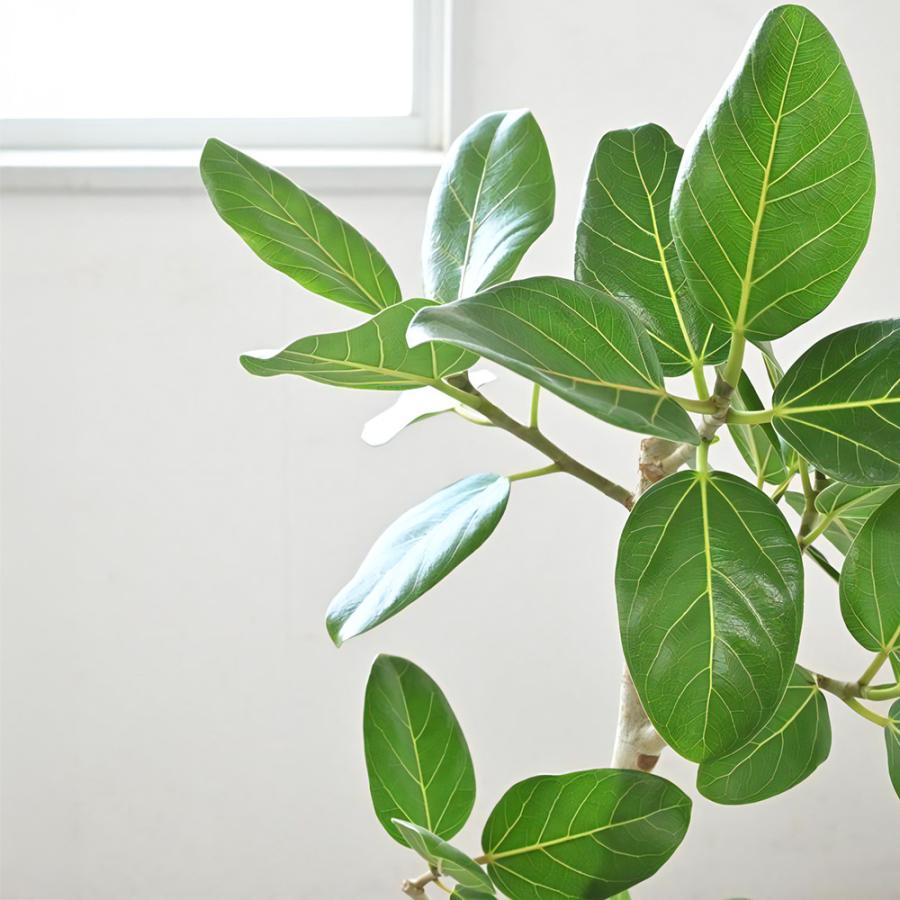 観葉植物 本物 フィカス・ベンガレンシス 7号鉢 らせん樹形 アルミニウム/オリーブグリーン(フェルム)鉢カバー付き ベンガルボダイジュ 螺旋樹形 母の日_2