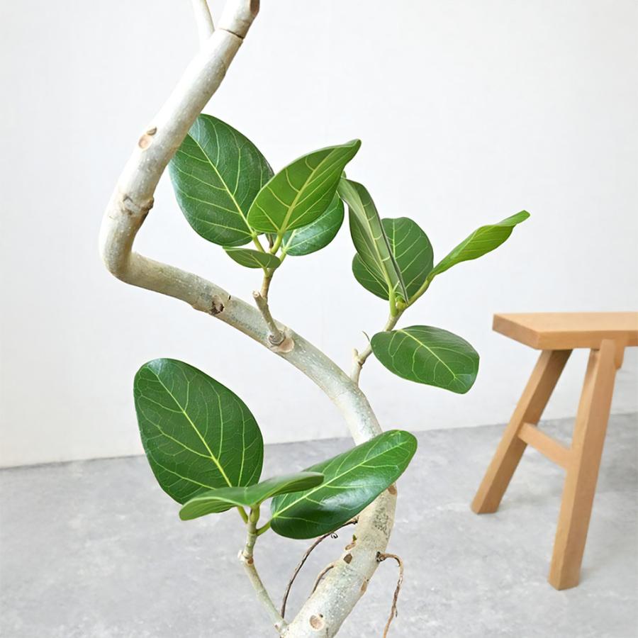 観葉植物 本物 フィカス・ベンガレンシス 7号鉢 らせん樹形 アルミニウム/オリーブグリーン(フェルム)鉢カバー付き ベンガルボダイジュ 螺旋樹形 母の日_3