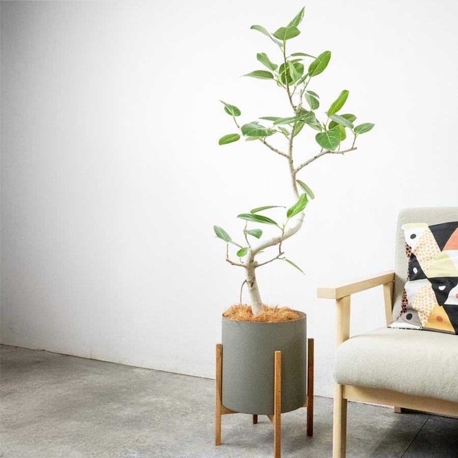 観葉植物 本物 フィカス・ベンガレンシス 7号鉢 らせん樹形 アルミニウム/オリーブグリーン(フェルム)鉢カバー付き ベンガルボダイジュ 螺旋樹形 母の日_4